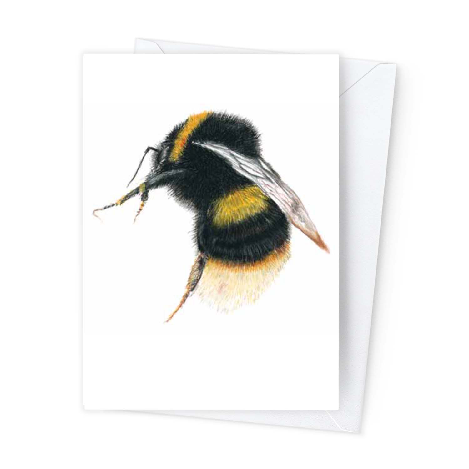 Páipéar Cards - Canadian Birds & Bees Box Set of 12